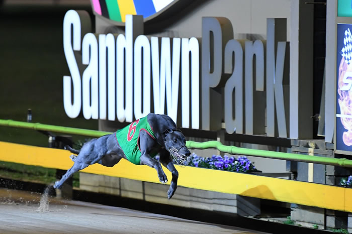 Sandown Greyhound Racing