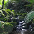 Sherbrooke Forest