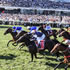 Melbourne Spring Racing Carnival | 2025 Guide