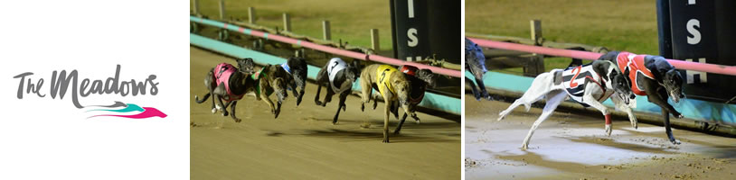 Greyhound Racing @ The Meadows