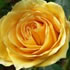 View Event: Victoria State Rose Garden | Open Hours