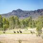Victorian Wildlife Hotspots