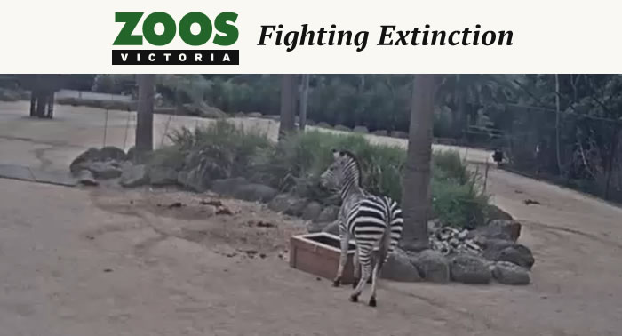 Animal House: Zebra Cam Animal House: Zebra Cam