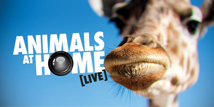 Giraffe Cam - Melbourne Zoo Giraffe Cam - Melbourne Zoo