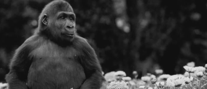Gorilla: Mzuri - Melbourne Zoo