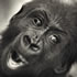 Gorilla: Mzuri - Melbourne Zoo