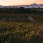 View Peter Lehmann Wines View Peter Lehmann Wines
