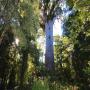 T?ne Mahuta: God of the Forest - kauri tree
