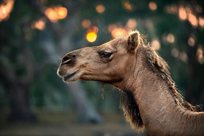 Galahad's Animal Sanctuary
