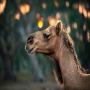 Galahad's Animal Sanctuary