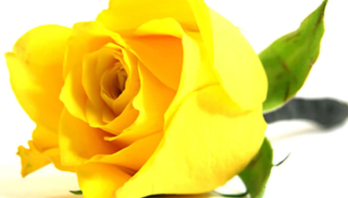 Spring Racing Carnival Flowers