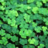 St Patrick's Day | Melbourne 2026