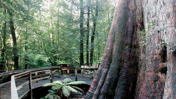 Ada Tree