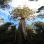 Ada Tree