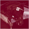 Dressage & Jumping With The Stars 