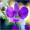 Orchids on High Street 