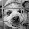 Lost Dogs 