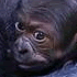Baby Gorilla: Kanzi | Melbourne Zoo