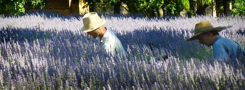 Lavender Harvest Festival 2026 Lavender Harvest Festival 2026