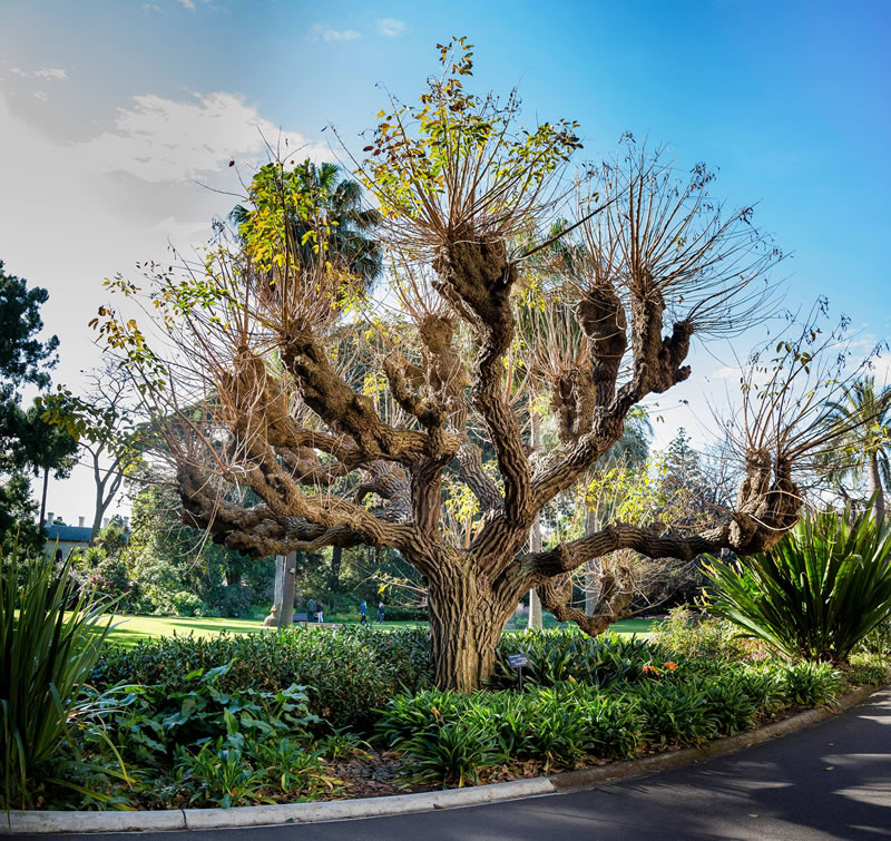 Extraordinary Trees Tour | Royal Botanic Gardens Extraordinary Trees Tour | Royal Botanic Gardens