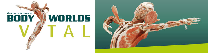 Body Worlds Vital | Exhibition Body Worlds Vital | Exhibition