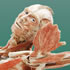 View Event: Body Worlds Vital | Exhibition