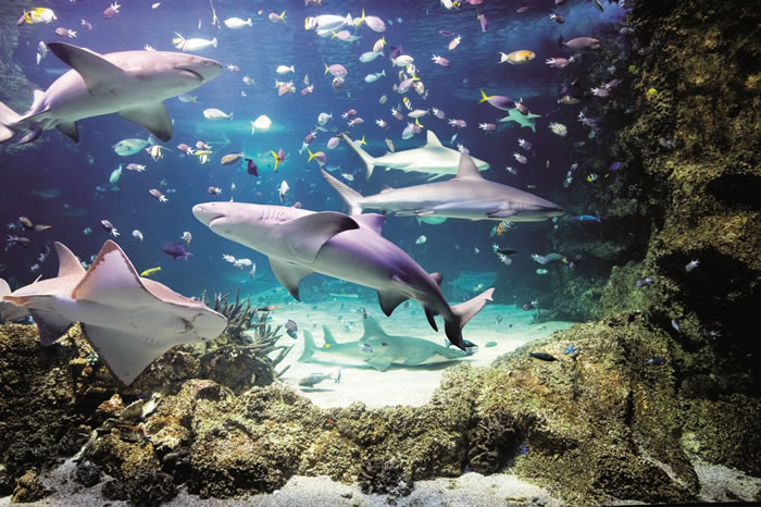 Valentine's Day Dinner at Sea Life Melbourne Valentine's Day Dinner at Sea Life Melbourne
