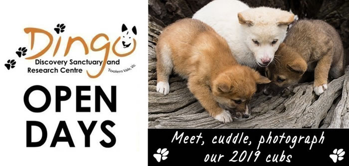 Open Day | Dingo Discovery Sanctuary Open Day | Dingo Discovery Sanctuary