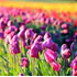 Tesselaar Tulip Festival 2025