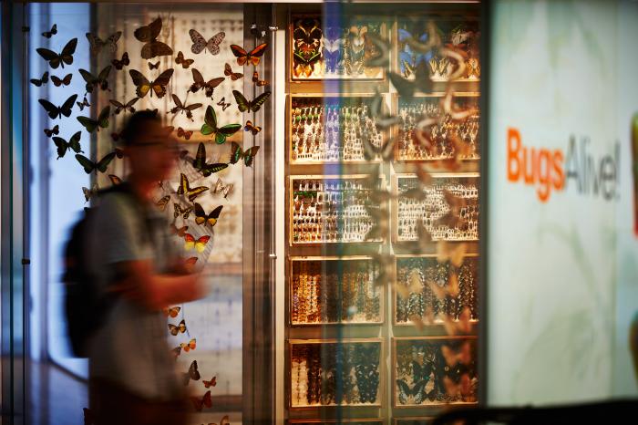 Bugs Alive! @ Melbourne Museum
