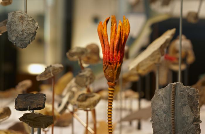 600 Million Years